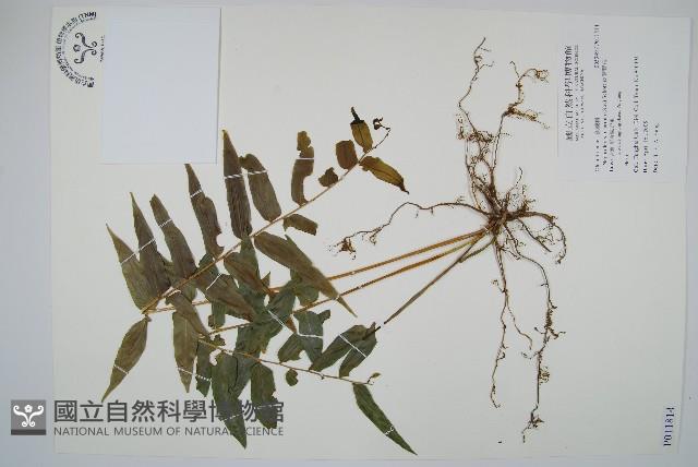 長葉腎蕨藏品圖，第1張