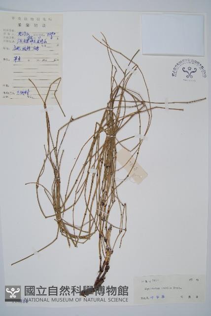 芼管草藏品圖，第1張