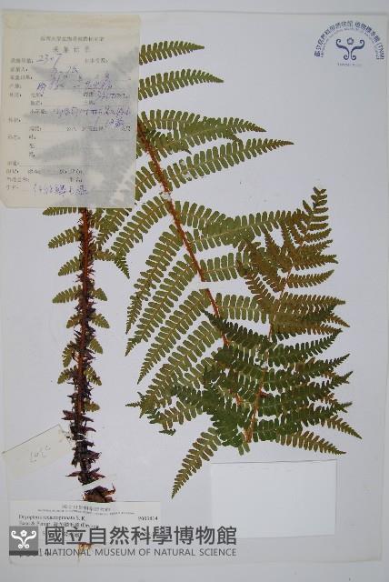 Accession Number:P003814 Collection Image, Figure 1, Total 2 Figures