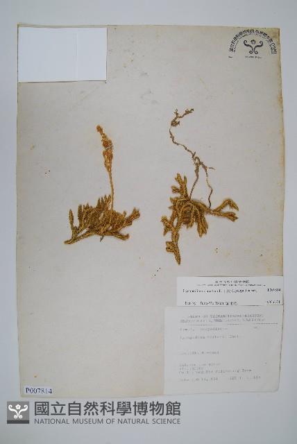 石松藏品圖，第1張