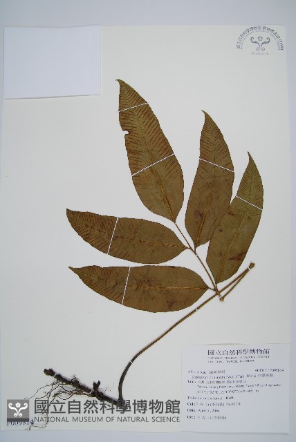 細柄雙蓋蕨藏品圖，第1張