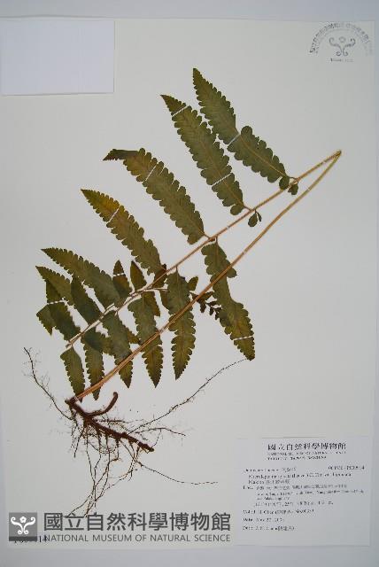 臺北鱗蓋蕨藏品圖，第1張