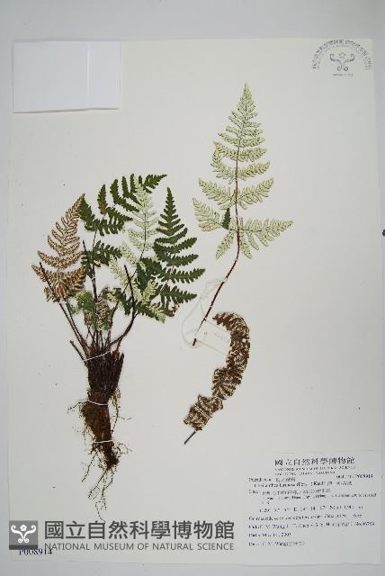 深山粉背蕨藏品圖，第1張