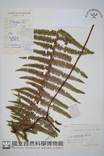 裡白藏品圖，第1張