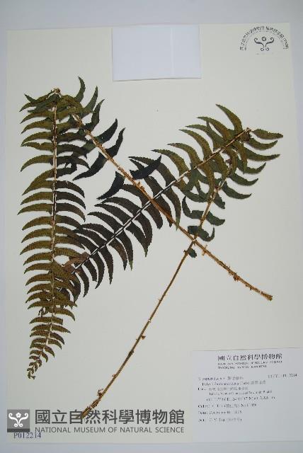 臺東耳蕨藏品圖，第1張