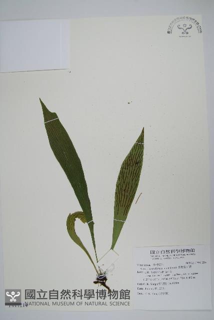 臺灣車前蕨藏品圖，第1張