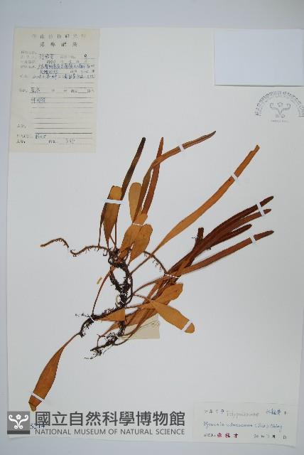 抱樹石葦藏品圖，第1張