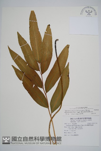 隱脈細柄雙蓋蕨藏品圖，第1張