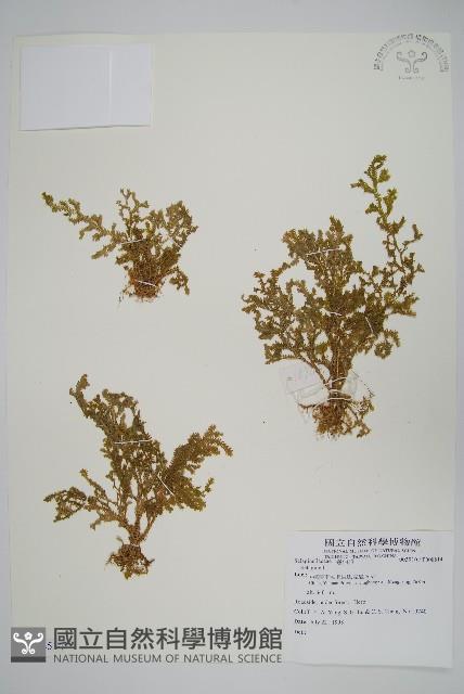 登錄號:P008514藏品圖，第1張