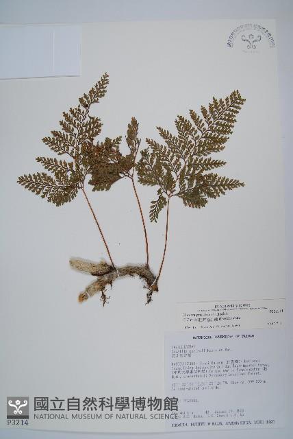 杯狀蓋陰石蕨藏品圖，第1張