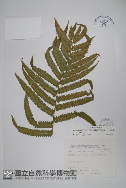 斜葉金星蕨藏品圖，第1張
