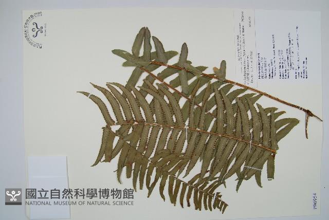 毛葉腎蕨藏品圖，第1張