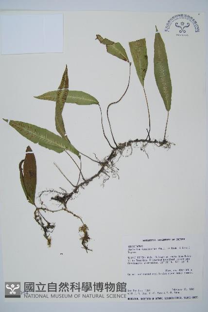 單葉雙蓋蕨藏品圖，第1張