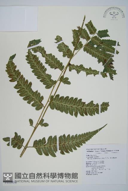 深山雙蓋蕨藏品圖，第1張