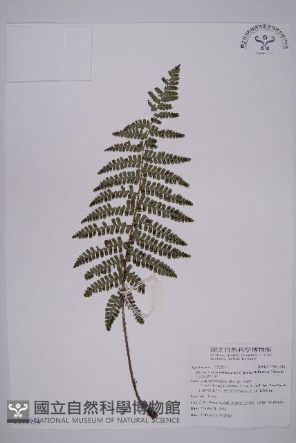 玉山擬鱗毛蕨藏品圖，第1張