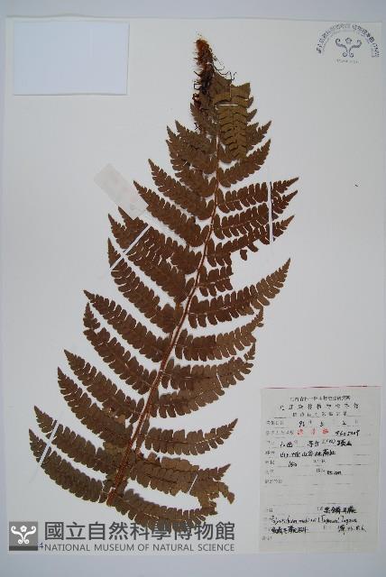 黑鱗耳蕨藏品圖，第1張