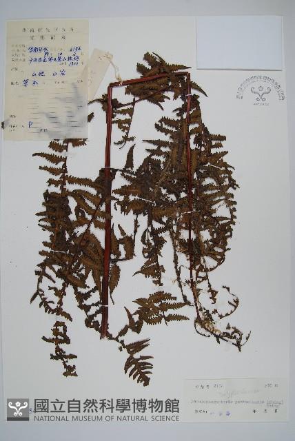 登錄號:P004954藏品圖，第1張