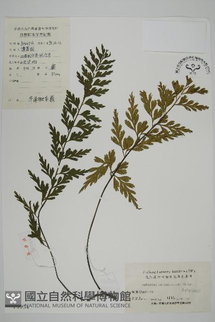 華南鐵角蕨藏品圖，第1張