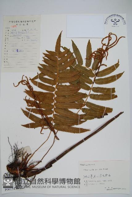 華東瘤足蕨藏品圖，第1張