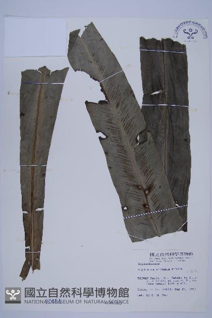 山蘇花藏品圖，第1張