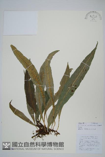 表面星蕨藏品圖，第1張