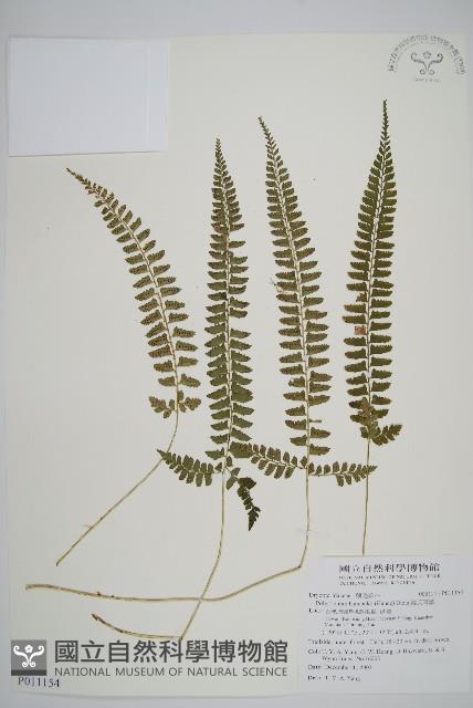 韓氏耳蕨藏品圖，第1張