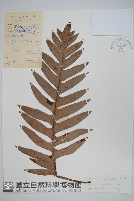 槲蕨藏品圖，第1張