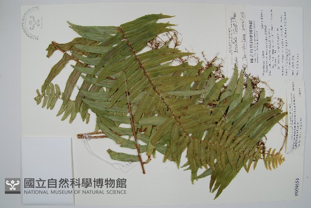 毛葉腎蕨藏品圖，第1張