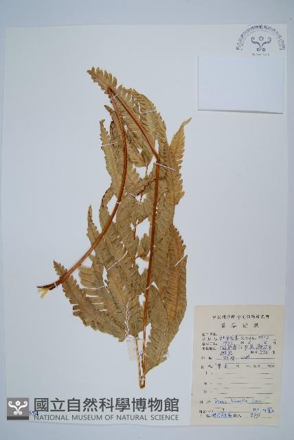 弧脈鳳尾蕨藏品圖，第1張