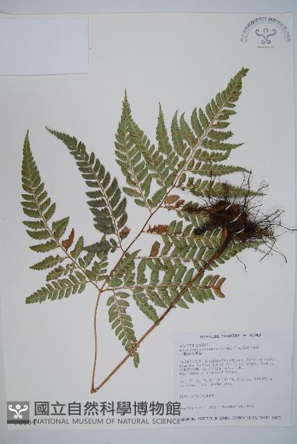 小葉複葉耳蕨藏品圖，第1張