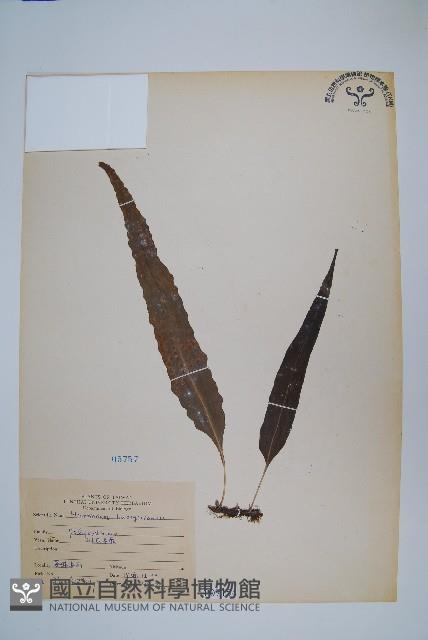 波氏星蕨藏品圖，第1張