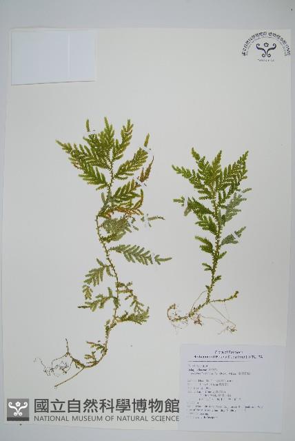 全緣卷柏藏品圖，第1張