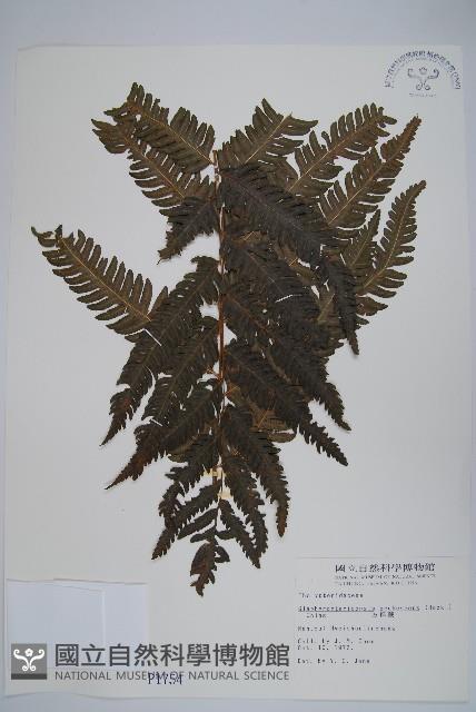 方桿蕨藏品圖，第1張