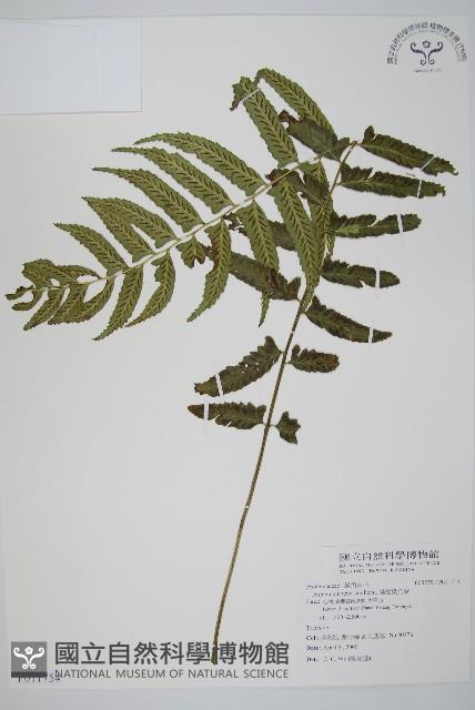 Accession Number:P011754 Collection Image, Figure 1, Total 5 Figures