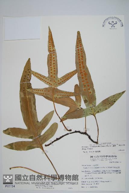 Accession Number:P005754 Collection Image, Figure 1, Total 2 Figures