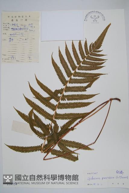 密毛毛蕨藏品圖，第1張