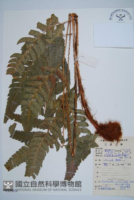 粗裂複葉耳蕨藏品圖，第1張