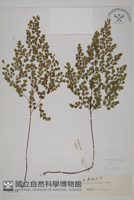 長蓋鐵線蕨藏品圖，第1張