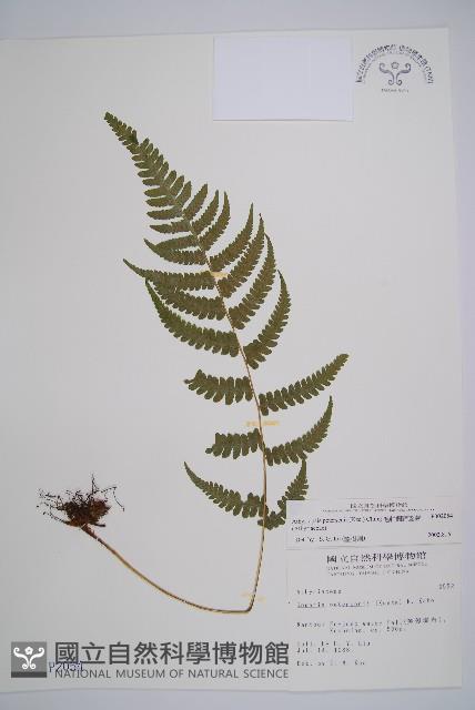 毛軸假蹄蓋蕨藏品圖，第1張