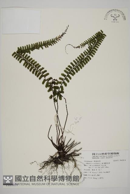 鞭葉鐵線蕨藏品圖，第1張