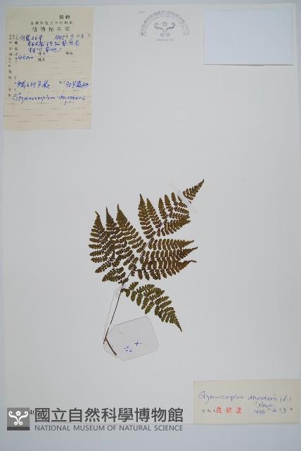 歐洲羽節蕨藏品圖，第1張