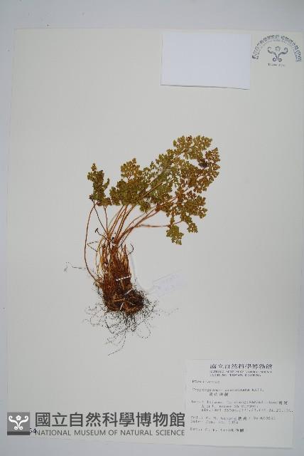 高山珠蕨藏品圖，第1張