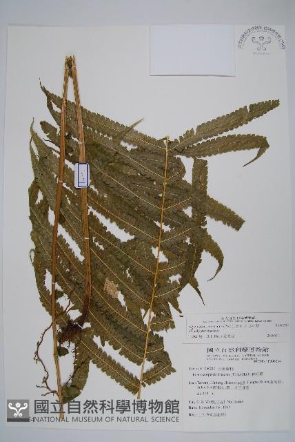 大葉毛蕨藏品圖，第1張