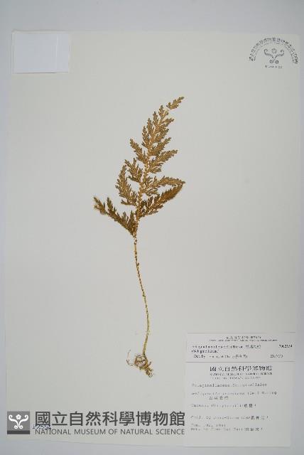 異葉卷柏藏品圖，第1張