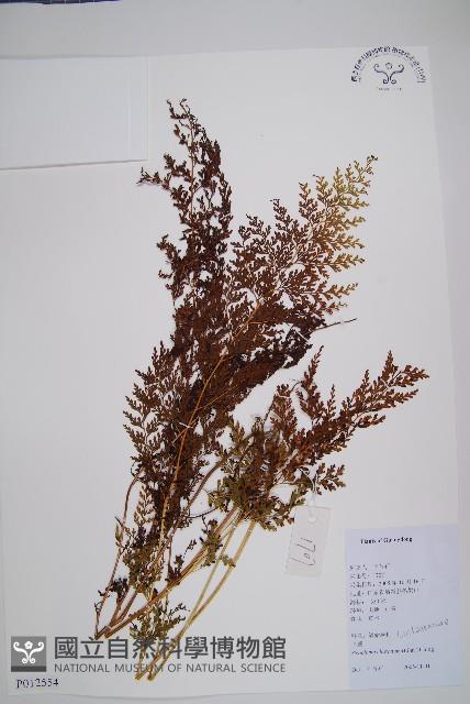 烏蕨藏品圖，第1張