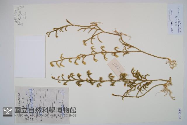 燈龍草藏品圖，第1張