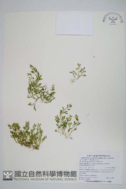 膜葉卷柏藏品圖，第1張