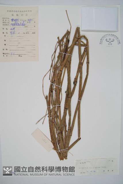 木賊藏品圖，第1張