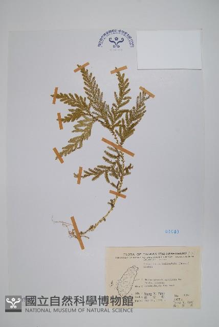 全緣卷柏藏品圖，第1張