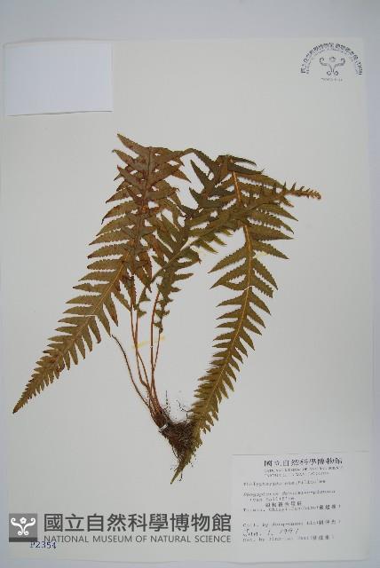 翅軸假金星蕨、短柄卵果蕨藏品圖，第1張